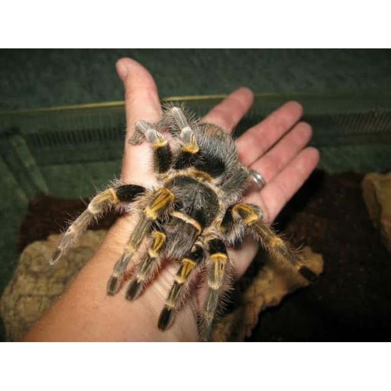 Grammostola pulchripes sling chaco golden knee tarantula mainan