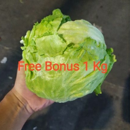 

Lettuce Head 500gr + Gratis Bonus