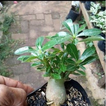 BONSAI ADENIUM ARABICUM - bibit tanaman bonsai adenium arabicum