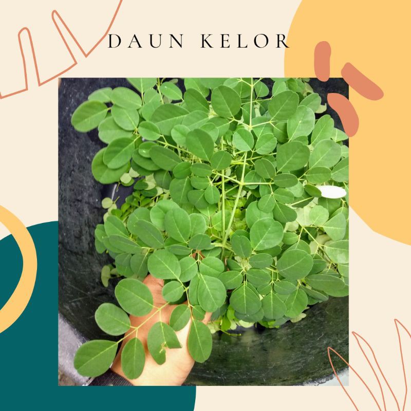 Jual Daun Kelor Segar Murah Gr Petik Packing Langsung Kirim Shopee Indonesia