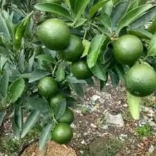 Bibit Buah Jeruk Mandarin Okulasi Sudah Berbuah Tambulapot-Bibit Tanaman Buah Jeruk Mandarin(Jaminan