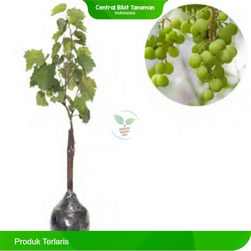 Bibit Anggur Hijau Buah Anggur Hijau