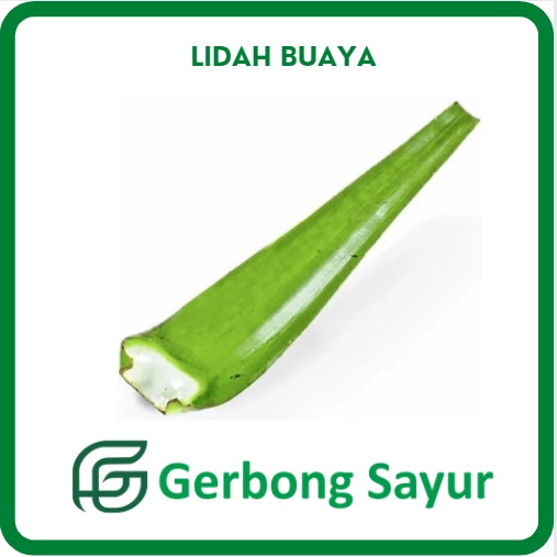 

Lidah Buaya Segar - 1 Kg