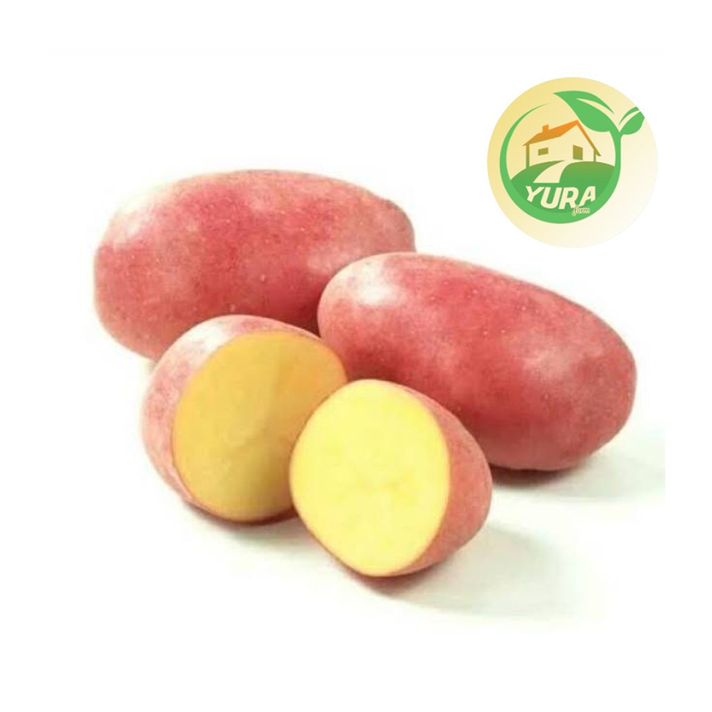

KENTANG MERAH Organik 100% Sayur Segar Organic