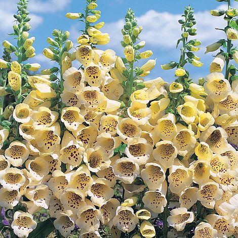 Benih Bibit Biji - Bunga Foxglove Primrose Yellow Digitalis purpurea 'Primrose Carousel' Flower Seeds - IMPORT