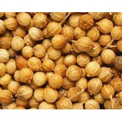 

KETUMBAR BIJI KETUMBAR CORIANDER CILANTRO CORIANDRUM SATIVUM