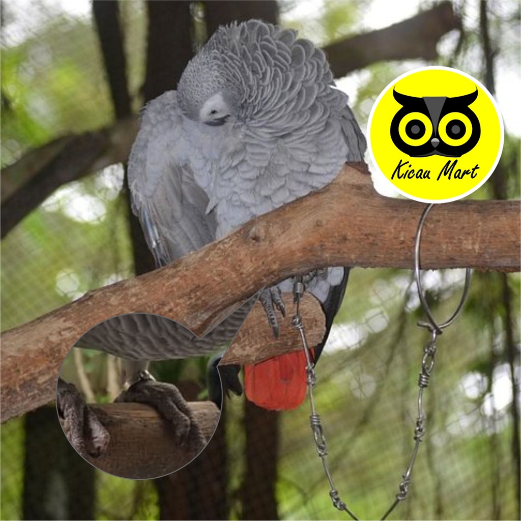 KICAU MART Rantai Kaki Burung Kakatua Free Flying FF 12 MM Borgol Ring Import Rantai Umbaran Latih Kaki Burung Kakatua Cockatoo Bayan African Grey Parrot Caninde Macaw Macau