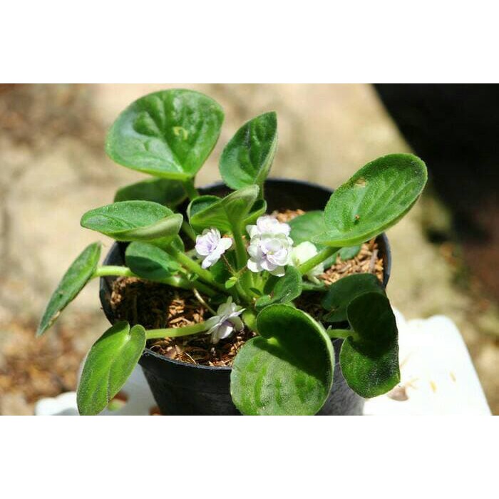 tanaman gantung white african violet / violces