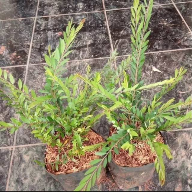 Tanaman hias cendrawasih - tanaman perdu cendrawasih