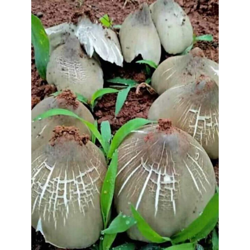 

Jamur