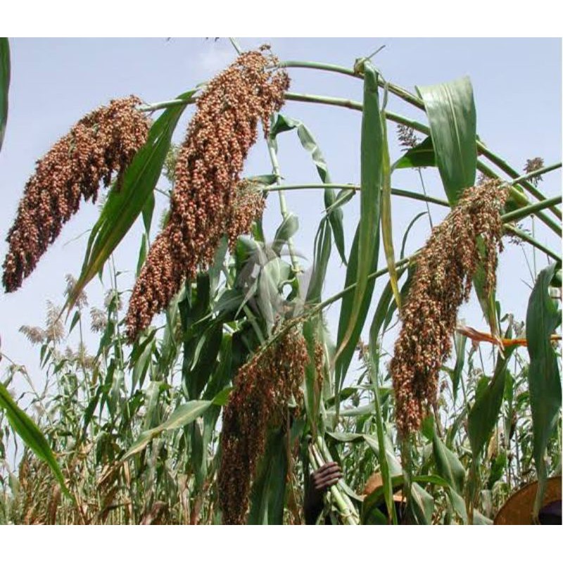 100 benih biji sorgum