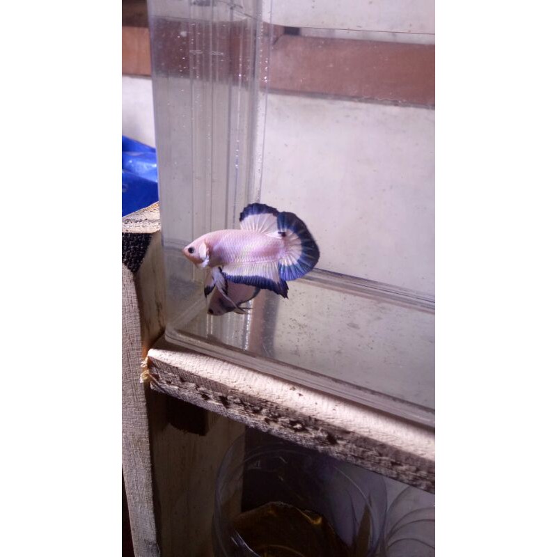 ikan cupang blue rim butterfly clean body ori thailand top premium grade