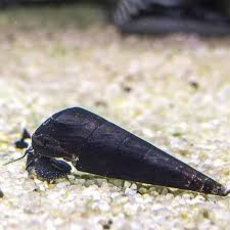 Vucano Rabbit Snail pket 50 ekor