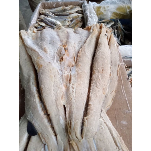 

ikan jambal roti segar 500gr