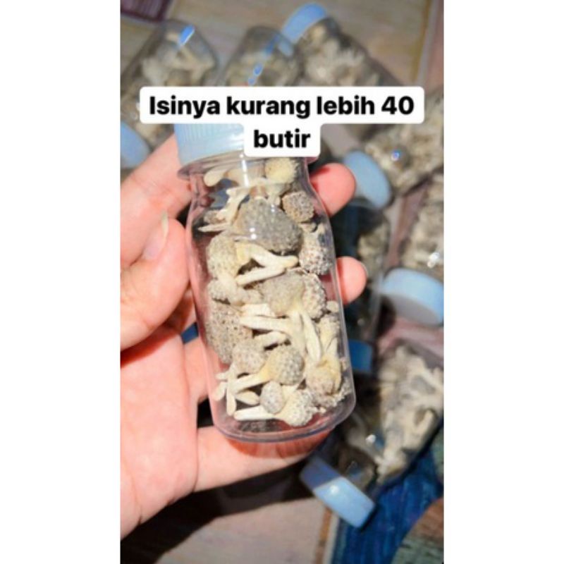 JAMU MPOT AYAM PUTIH  ±40 BUTIR UTUH || ASLI MADURA ORIGINAL