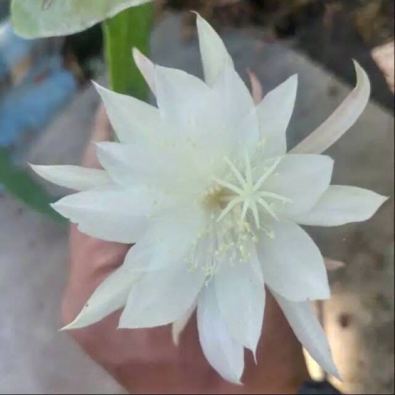 Tanaman hias wijaya kusuma/wijaya kusuma bunga putih