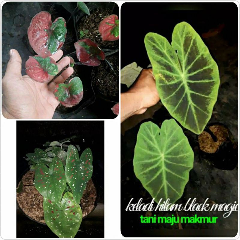 PAKET 3 KELADI BARET MERAH ,BLACK BEATY,TRI COLUR