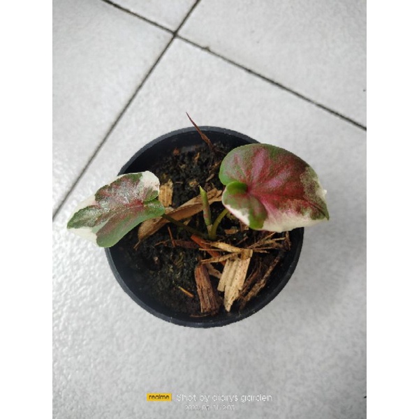 caladium NPK