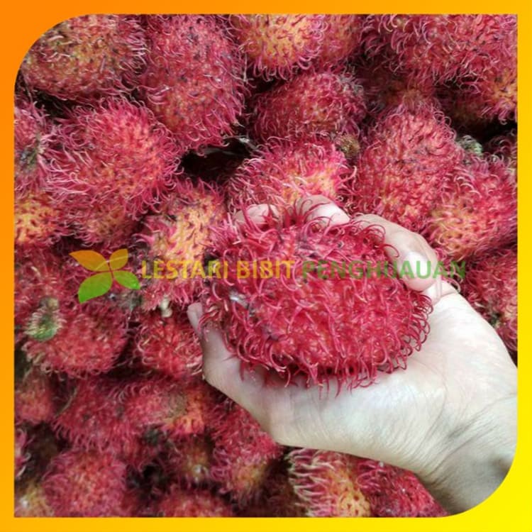 Murah Bibit rambutan garuda