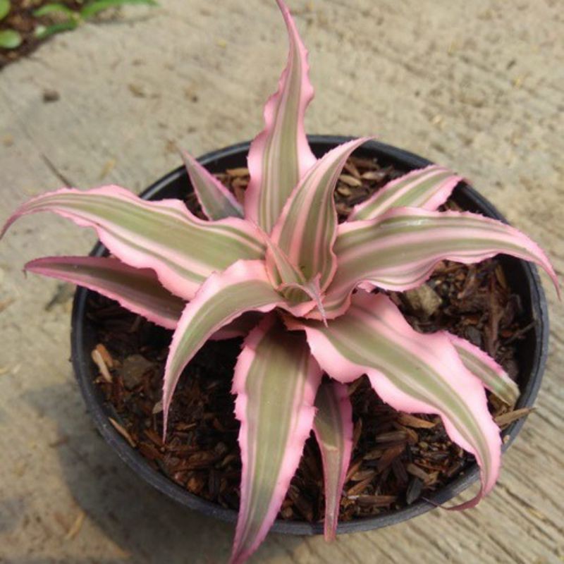 Tanaman Hias Bromelia Cryptanthus