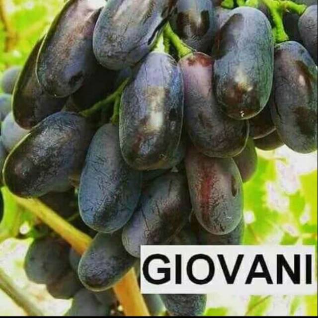 Bibit Anggur Import GIOVANI Grafting