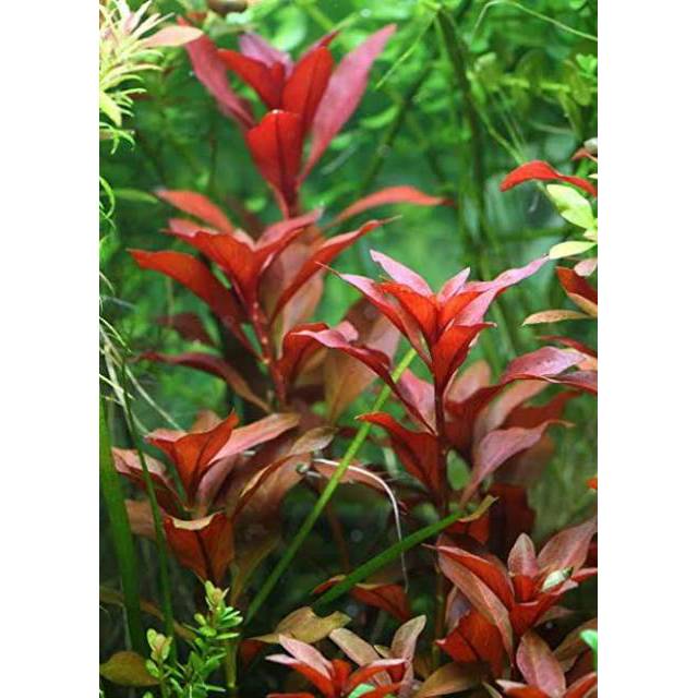 Ludwigia red rubin red cuba tanaman  aquascape  
