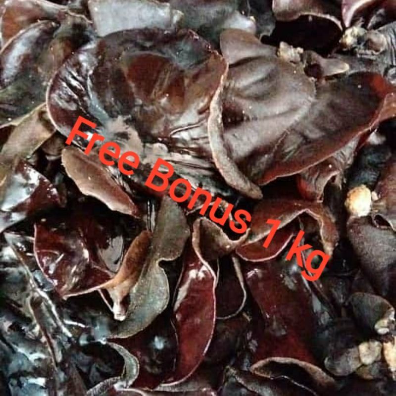 

Jamur Kuping | Jamur Kuping Fresh | Jamur Kuping Basah + Gratis Bonus