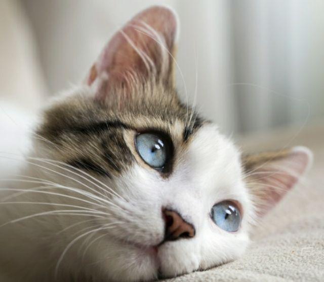 ( Gratis Ongkir )  Hc Happy Call 32 Cm Double Pan - Panci Teflon Korea