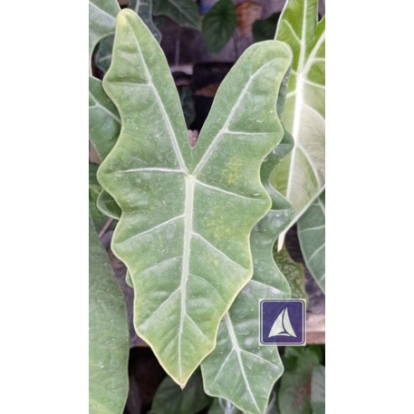 Alokasia Zimbabwe / Sanderiana