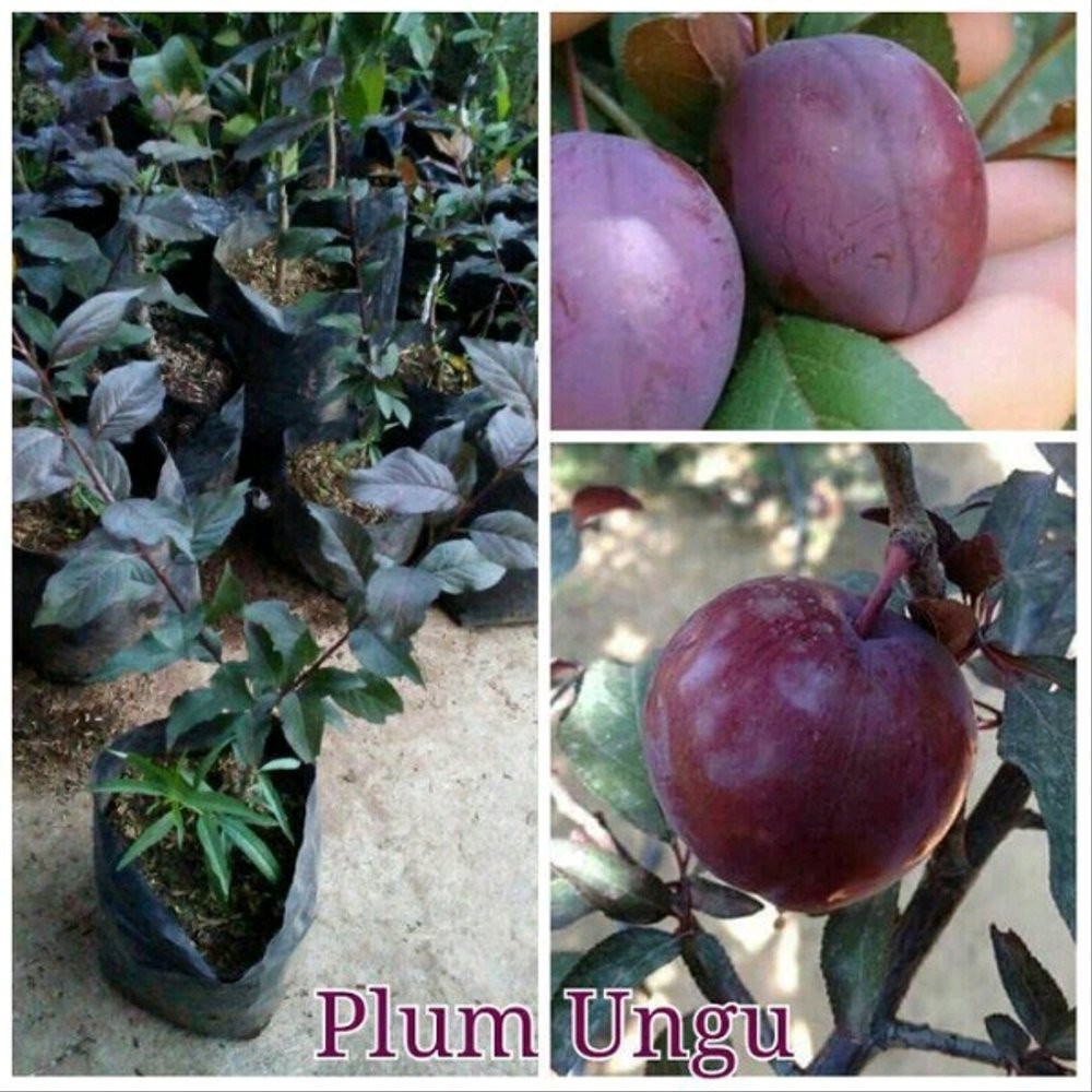 Benih Buah Plum Ungu