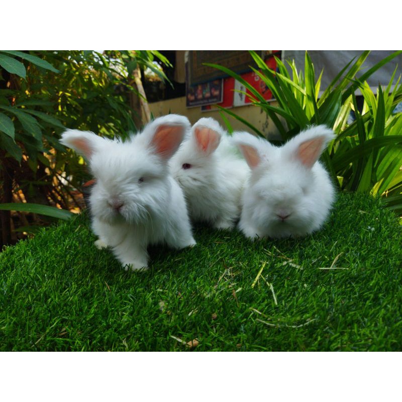 Kelinci English Anggora White