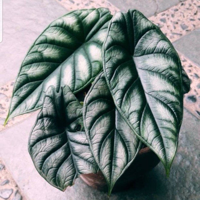 ( BISA COD ) tanaman hias alocasia dragon silver / hijau daun 2/3 free pot