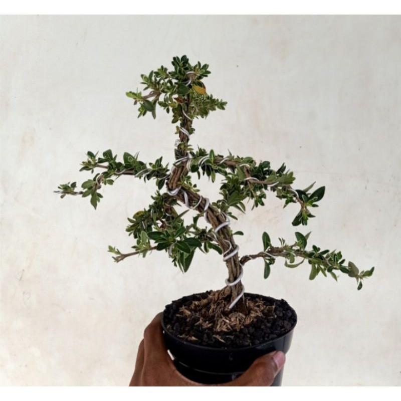 bonsai mini hingkip/mirten