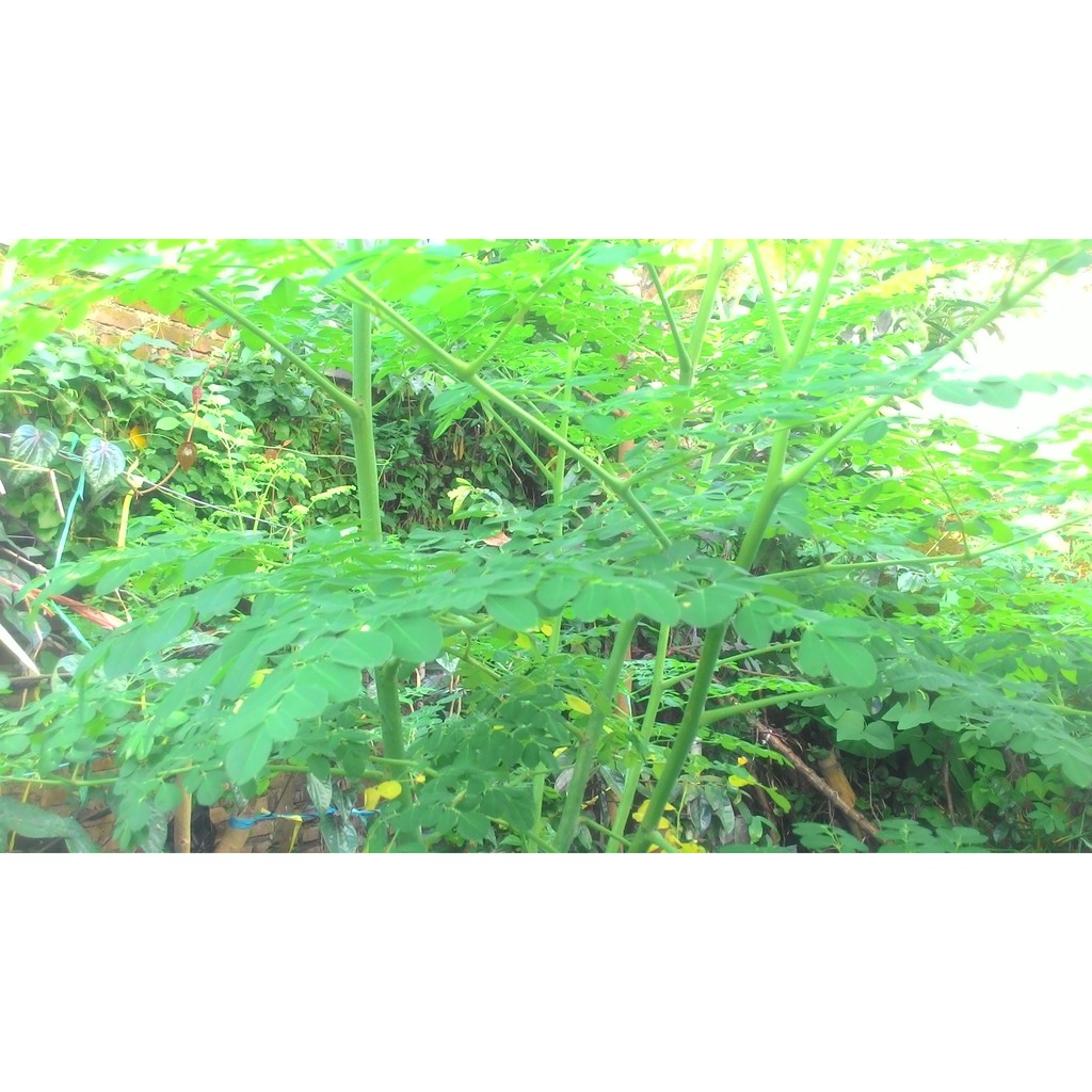 

Herbal Hepatitis B Penyakit kuning Daun kelor segar Moringae Folium