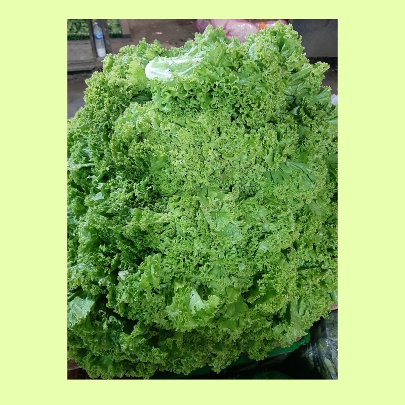 

Sayuran Selada kriting / sayuran selada