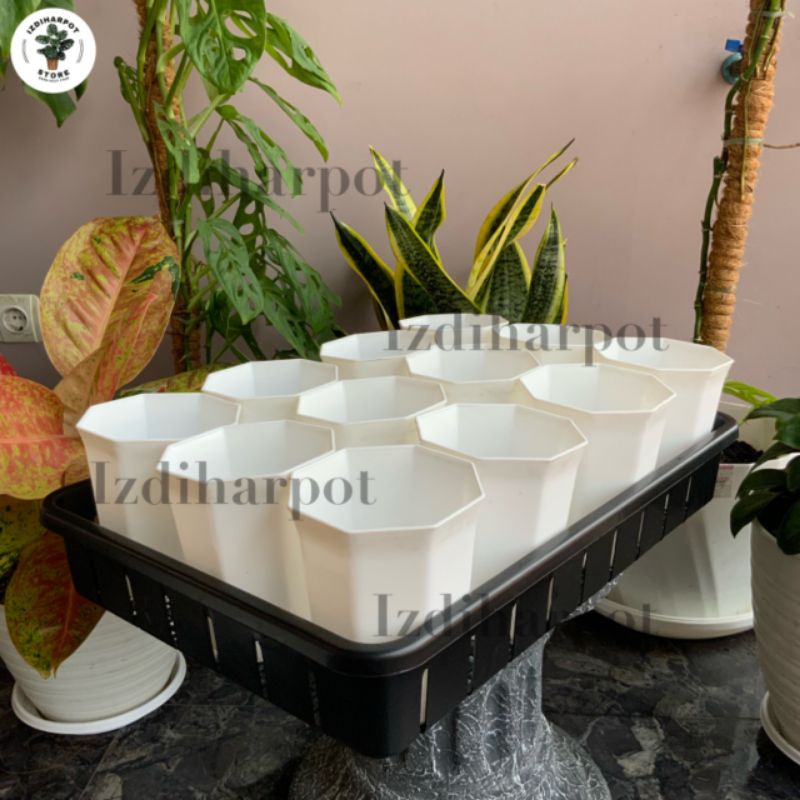 1 SET TRAY + 12 POT PAGODA 10 PUTIH TRAY POT NKT 50CM | TRAY SEMAI BIBIT