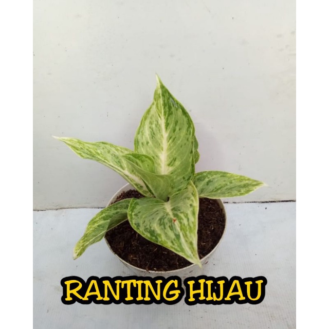 Bunga Aglonema Silver Queen /silfer queen