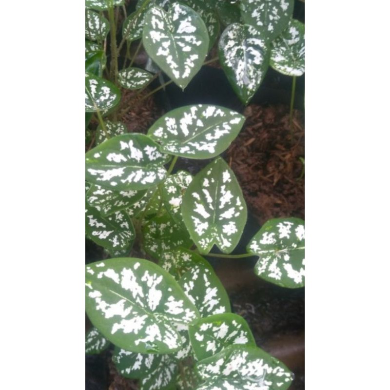 bunga keladi liliput