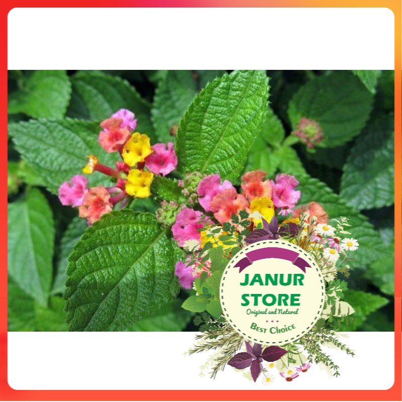 

GRADE A - DAUN TEMBELEKAN BUBUK 1000 GRAM / 1 KG - Lantana Camara - MURNI