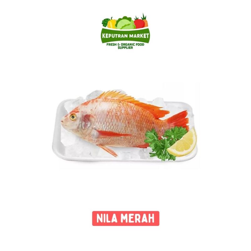 

Ikan Nila Merah Per Kg / Ikan Segar