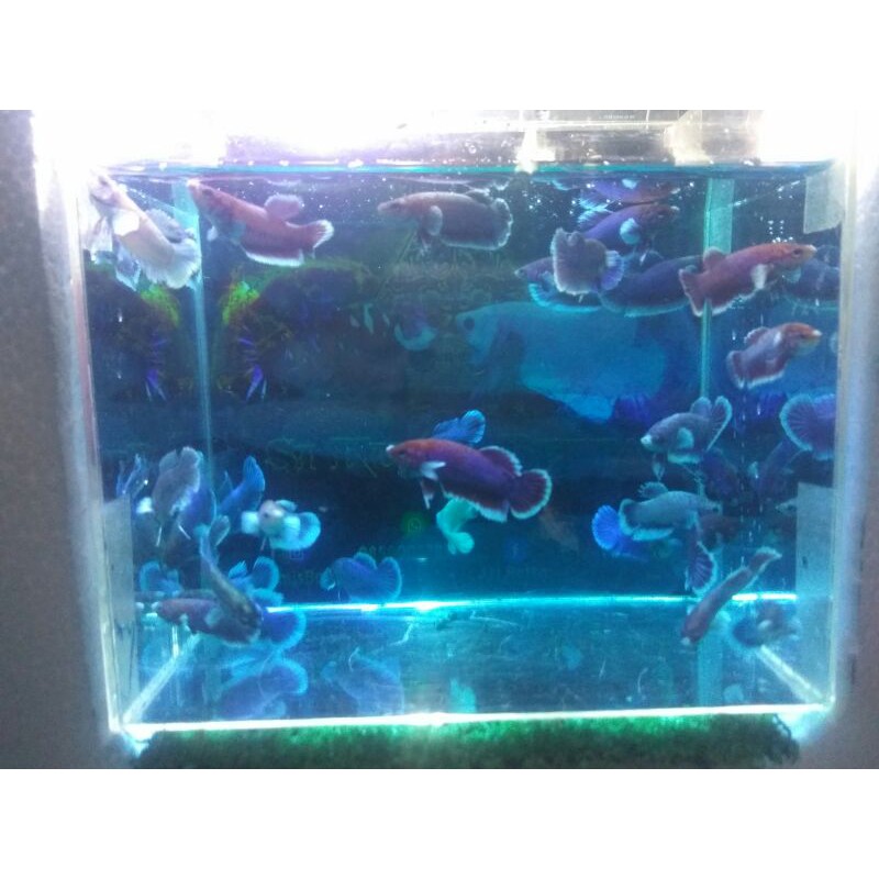 cupang big ear cupang dumbo ear