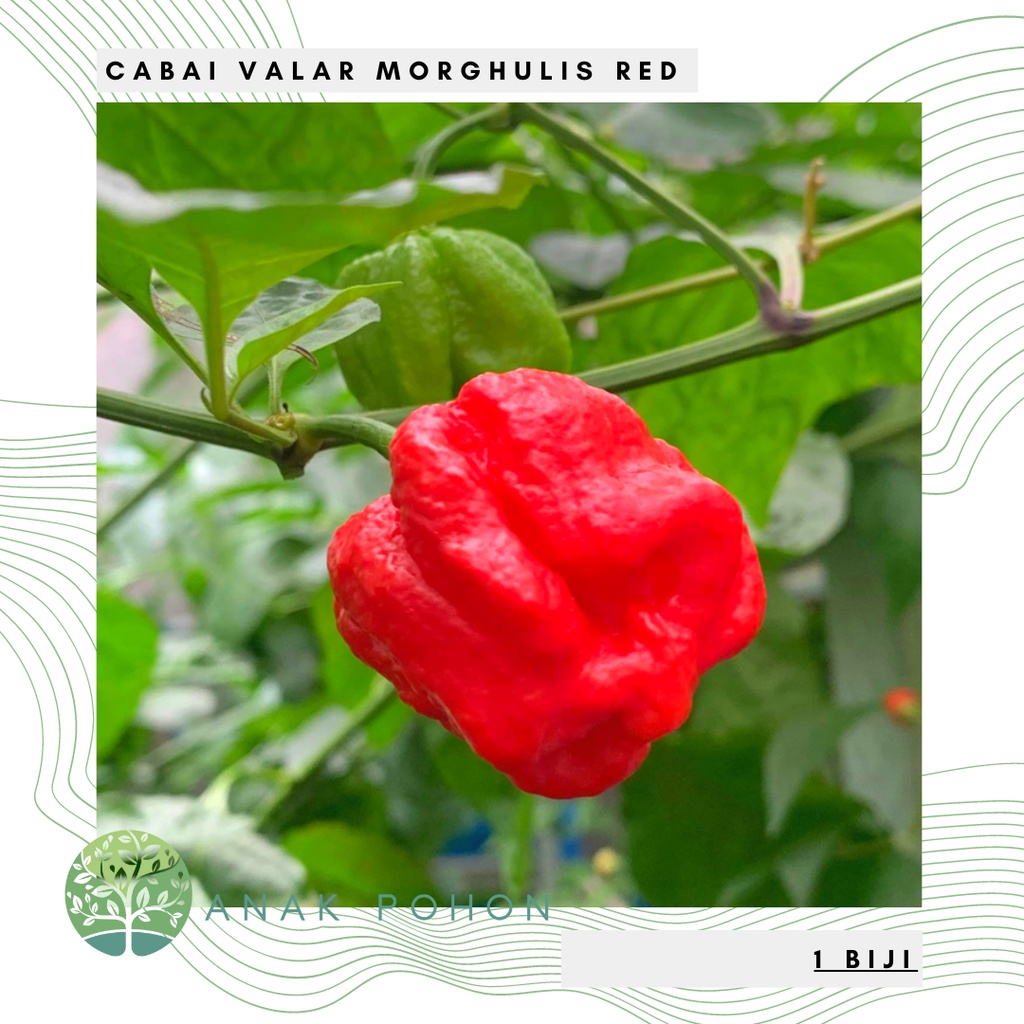 Jual Benih Bibit Biji Cabai Red Valar Morghulis Merah Cabe Super Pedas Pepper Seeds Shopee