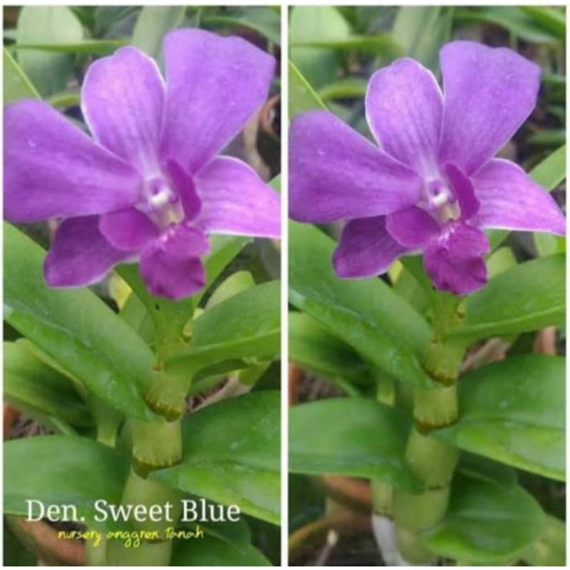 Anggrek Dendrobium Sweet Blue Dewasa