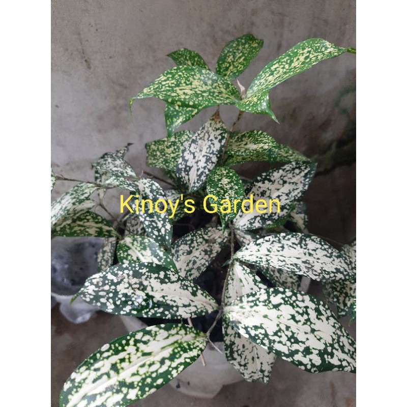 Dracena Florida/Bambu Jepang