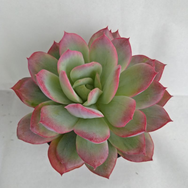 kaktus sukulen lime lemon merah mutasi