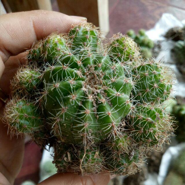 Kaktus Dan Sekulen ( Minimal 30 Packs )