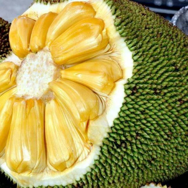 

Bibit Nangka Madu
