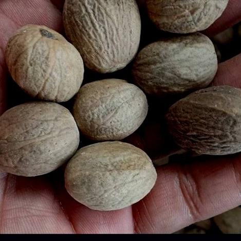 

GLOSIR BIJI PALA KERING / 500 GRAM