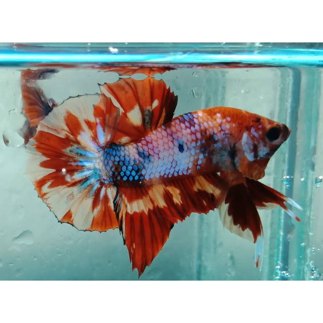 Cupang Plakat Nemo Candy/Multicolor