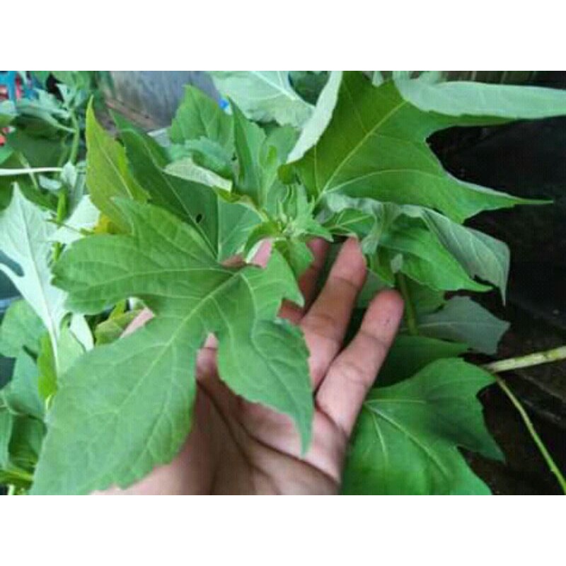 

daun insulin segar 500gram